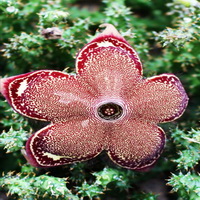 Edithcolea grandis